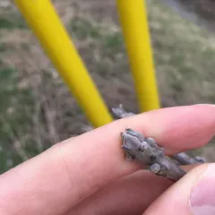 eastern black walnut thumbnail 3