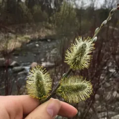 pussy willow thumbnail 3