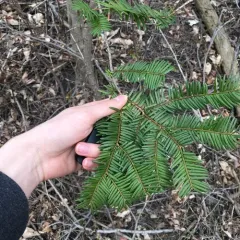 Japanese yew thumbnail 2