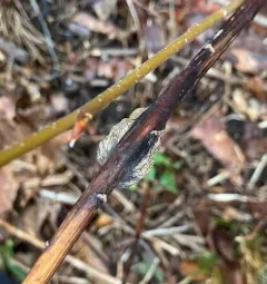 Asteromyia tumifica thumbnail 3