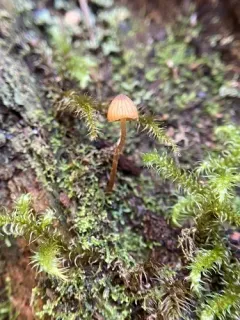 Galerina fallax thumbnail 4