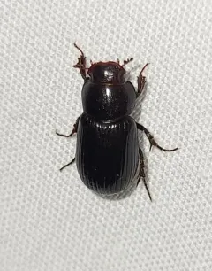 Stenotothorax badipes thumbnail 4