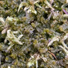 Bearded Pawwort thumbnail 4