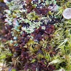 Northern Naugehyde Liverwort thumbnail 4