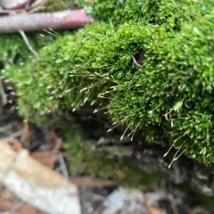 Tetraphis Moss thumbnail 4