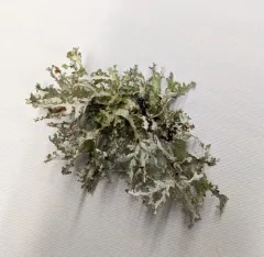 Herre's Ragged Lichen thumbnail 1