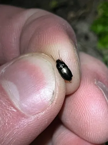 Amara anthobia