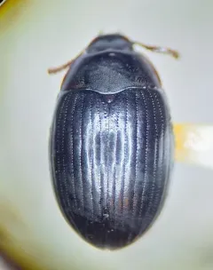 Platydema oregonensis thumbnail 2