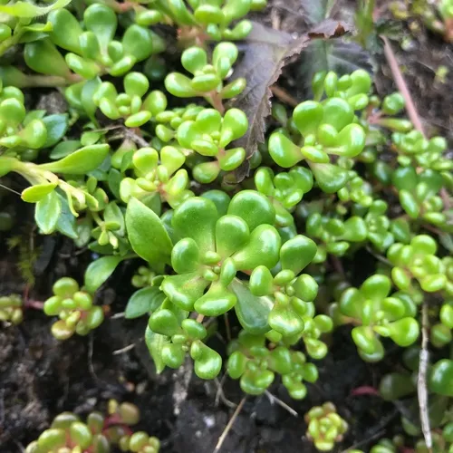 Oregon Stonecrop