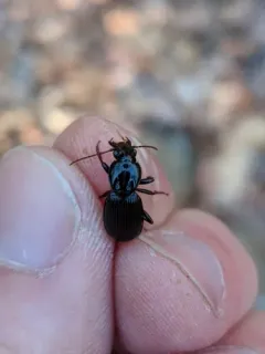Pterostichus diligendus thumbnail 1