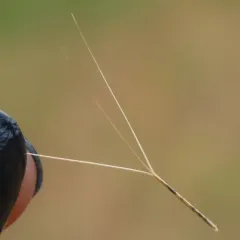 Slim-spike Three-awn Grass thumbnail 4