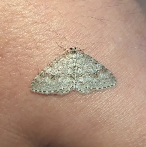 Pearsall's Carpet Moth