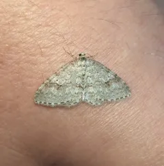 Pearsall's Carpet Moth thumbnail 1