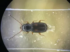 Two-spotted Flat Bark Beetle thumbnail 4