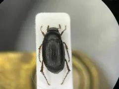 Serica tristis thumbnail 1