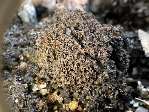 Crinkled Pulp Lichen