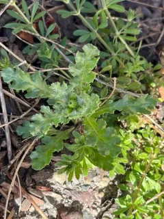 Cutleaf burnweed thumbnail 4