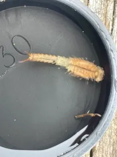 Ethologist Fairy Shrimp thumbnail 2