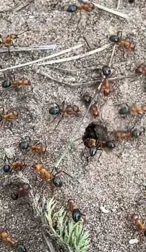 Creighton's Slavemaking Ant