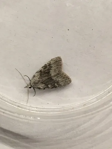 Sweet Pepperbush Nola Moth
