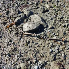 stalked kelp thumbnail 2