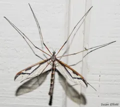 Pedicia procteriana thumbnail 2