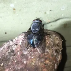 Blue Blowfly thumbnail 4