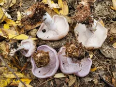 pale violet blewit thumbnail 2
