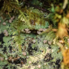 Brown Beret Lichen thumbnail 4