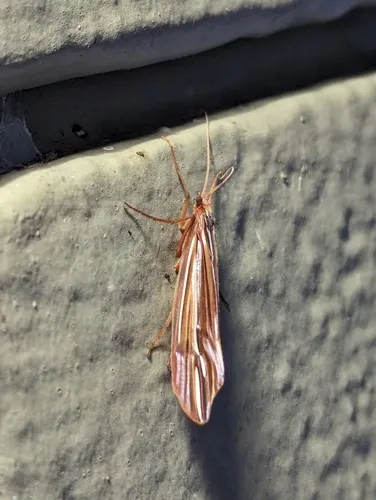 Beautiful Northern Caddisfly