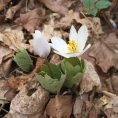 bloodroot thumbnail 2