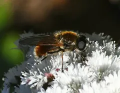 Greater Spring Blacklet thumbnail 3