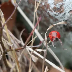 Carolina rose thumbnail 1