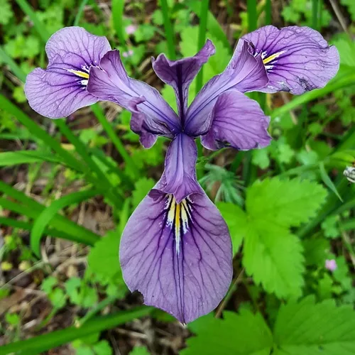 Oregon iris