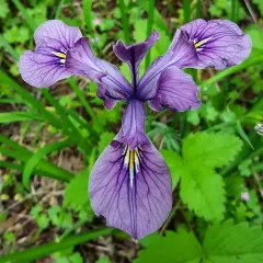 Oregon iris thumbnail 1