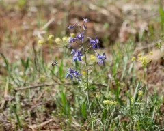Thinpetal larkspur thumbnail 3