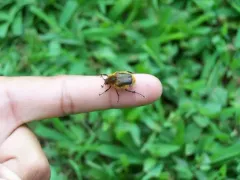 Cranberry Root Grub thumbnail 4