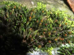 Sessile Grimmia thumbnail 4