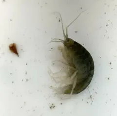 Ellis Bog Crangonyctid thumbnail 4