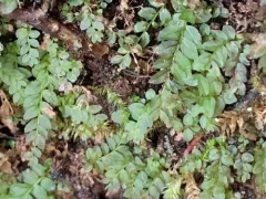 stellar calcareous moss thumbnail 3