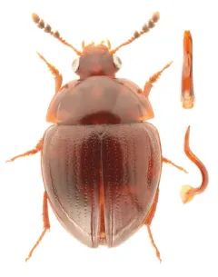 Anisotoma geminata thumbnail 2