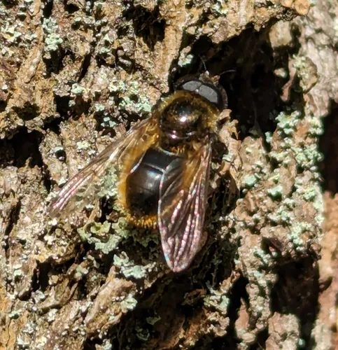 Greater Spring Blacklet