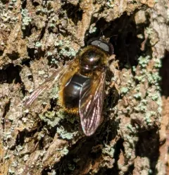 Greater Spring Blacklet thumbnail 1