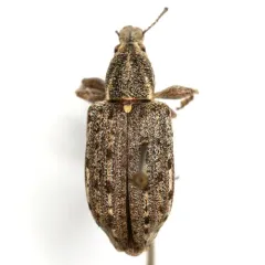 New York Weevil thumbnail 2