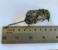 Vagrant Shrew thumbnail 4