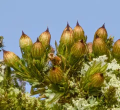 Starry Bristle Moss thumbnail 2