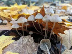 Psathyrella sublatispora thumbnail 2