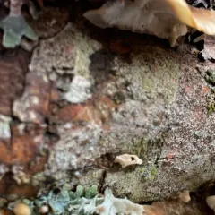 Ochre Bracket thumbnail 2