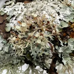 Sinewed Bushy Lichen thumbnail 4