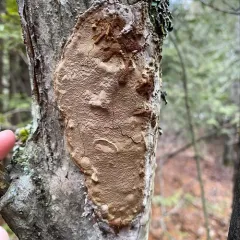 Elbowpatch Crust thumbnail 4